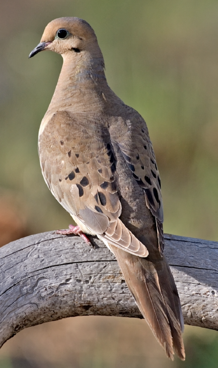 2. Mourning Dove