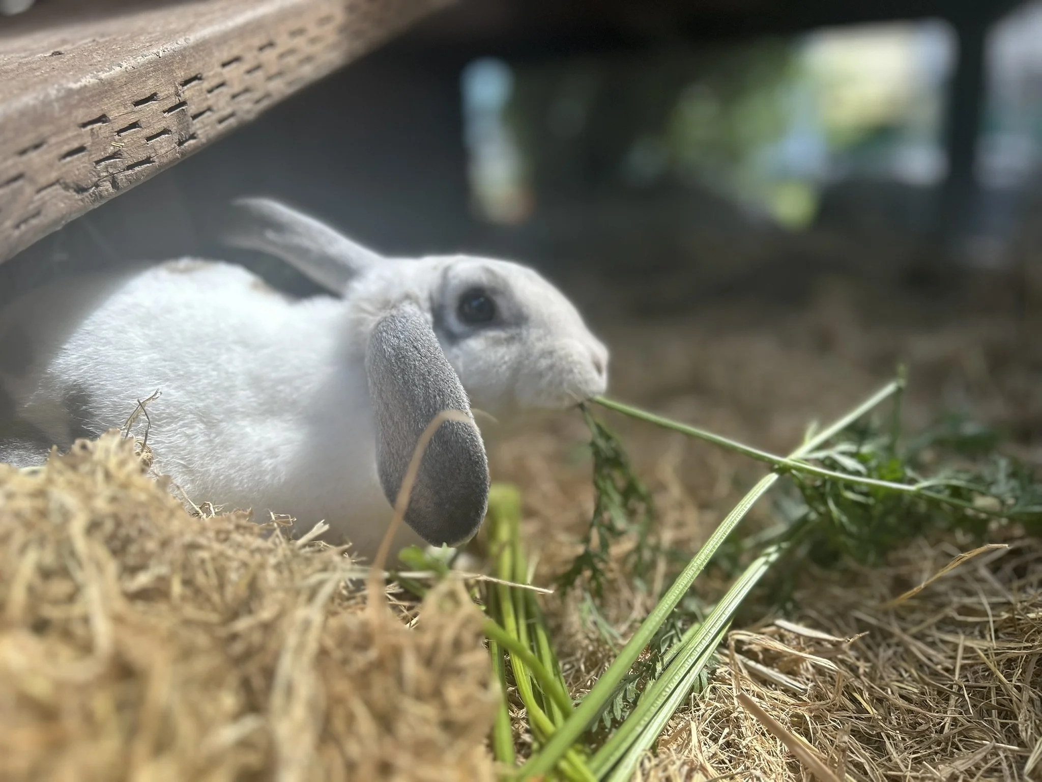 beautiful bunny sarah.jpeg