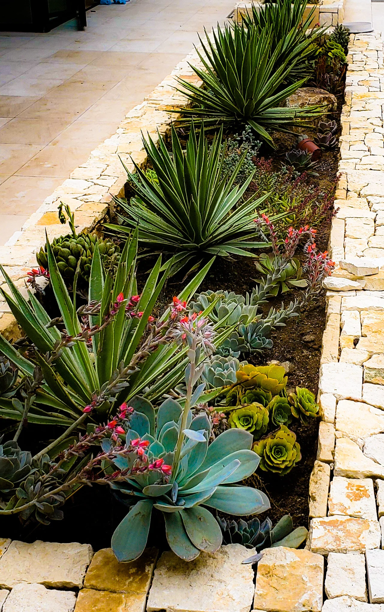 Agave Augustfolia in Stone Planter
