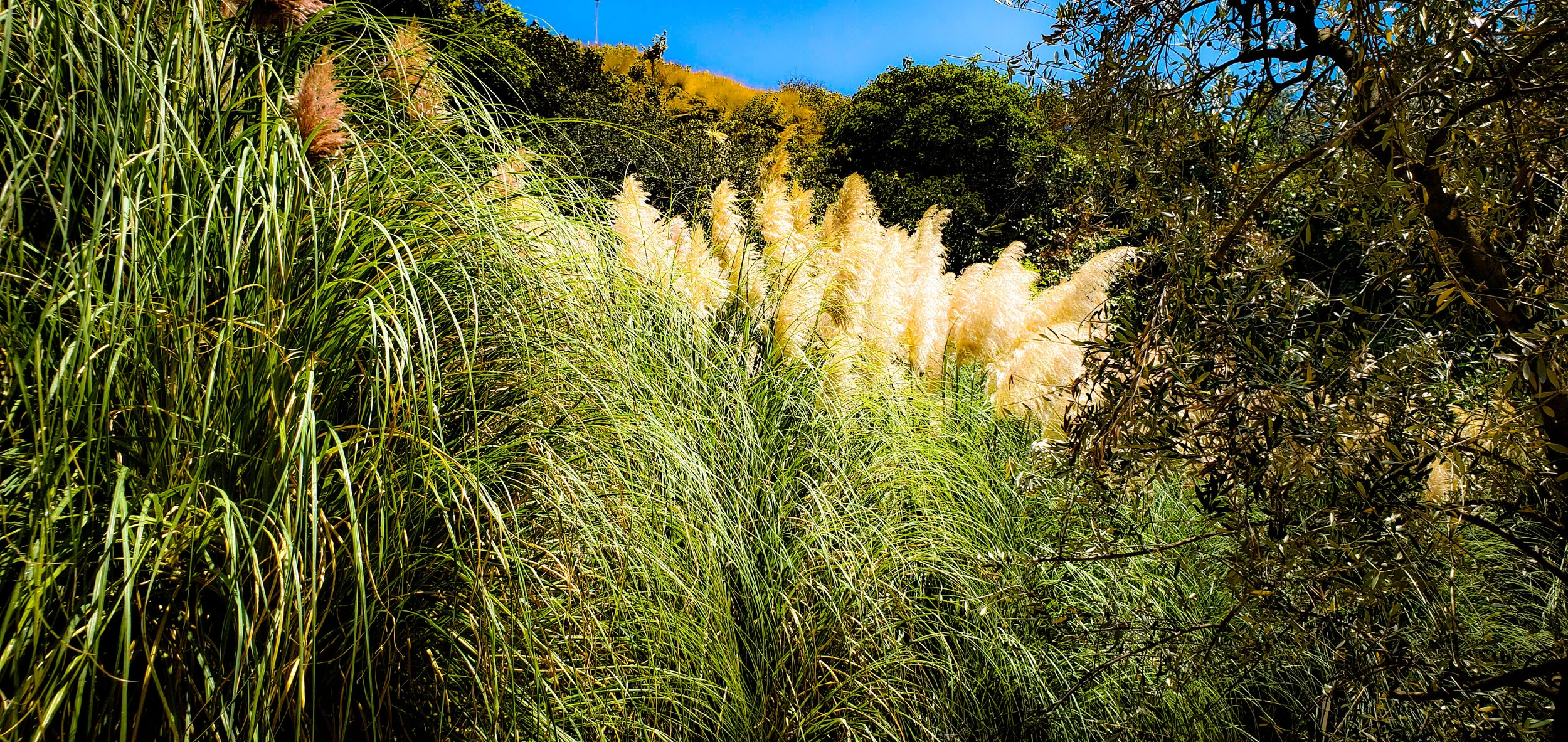 Pampas Grasses Back Hillside