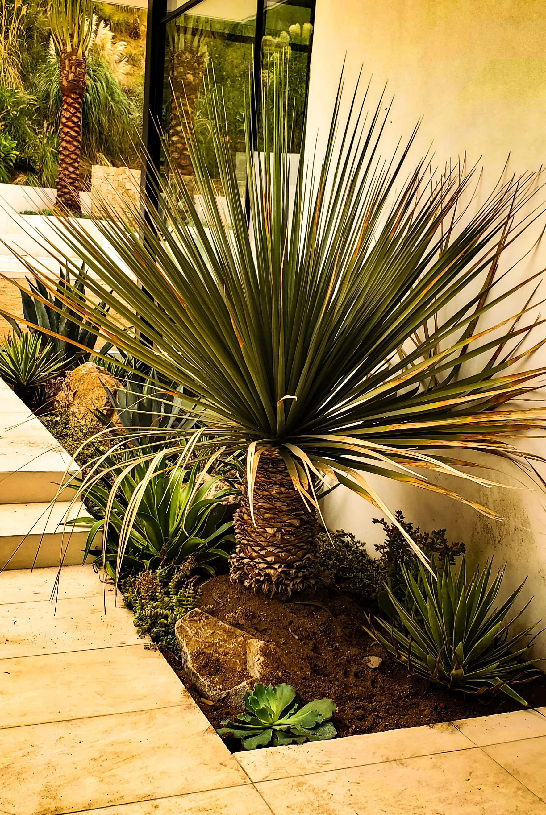 Yucca Rostrada Planter