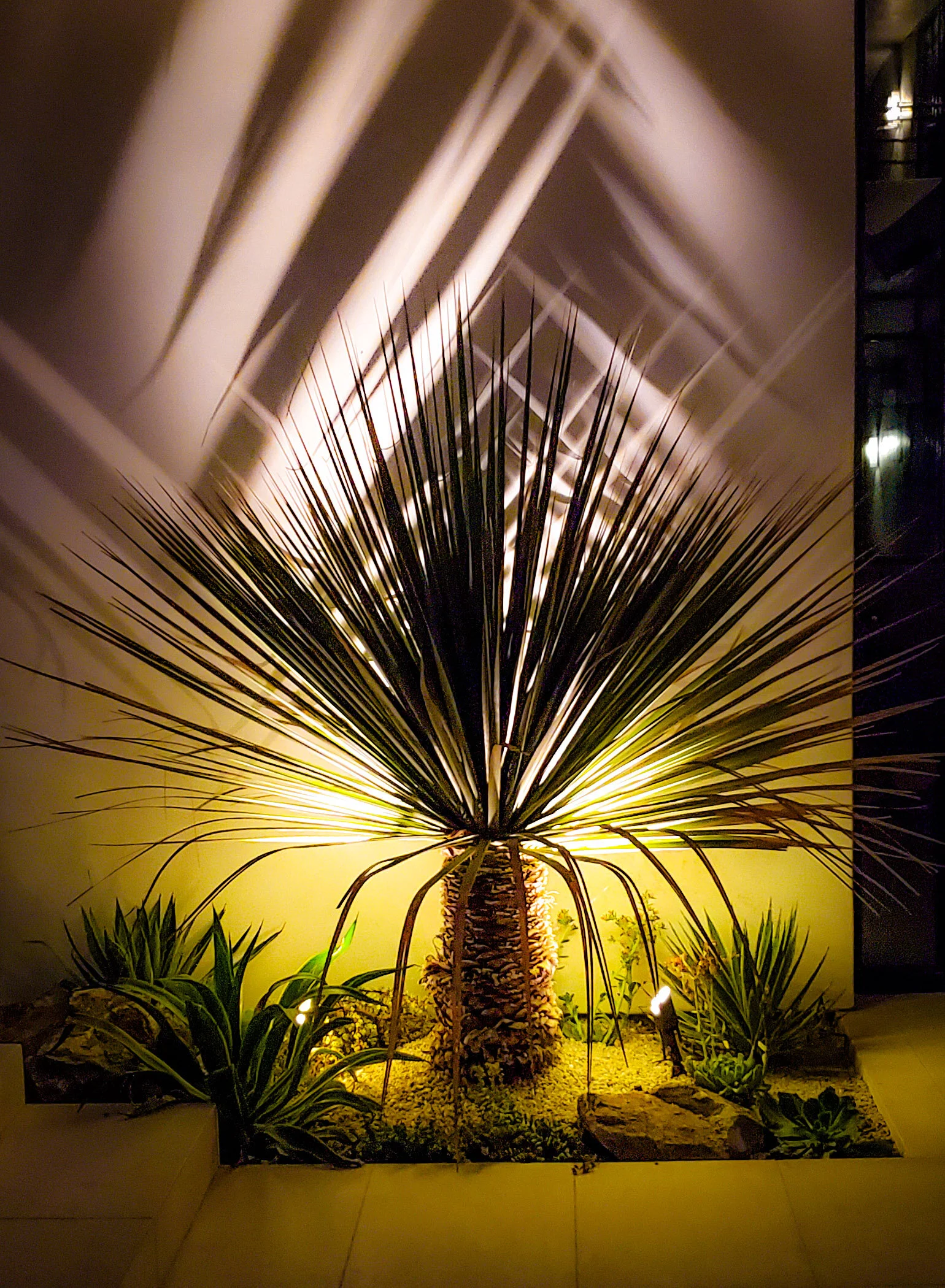 Yucca Rostrada Nites