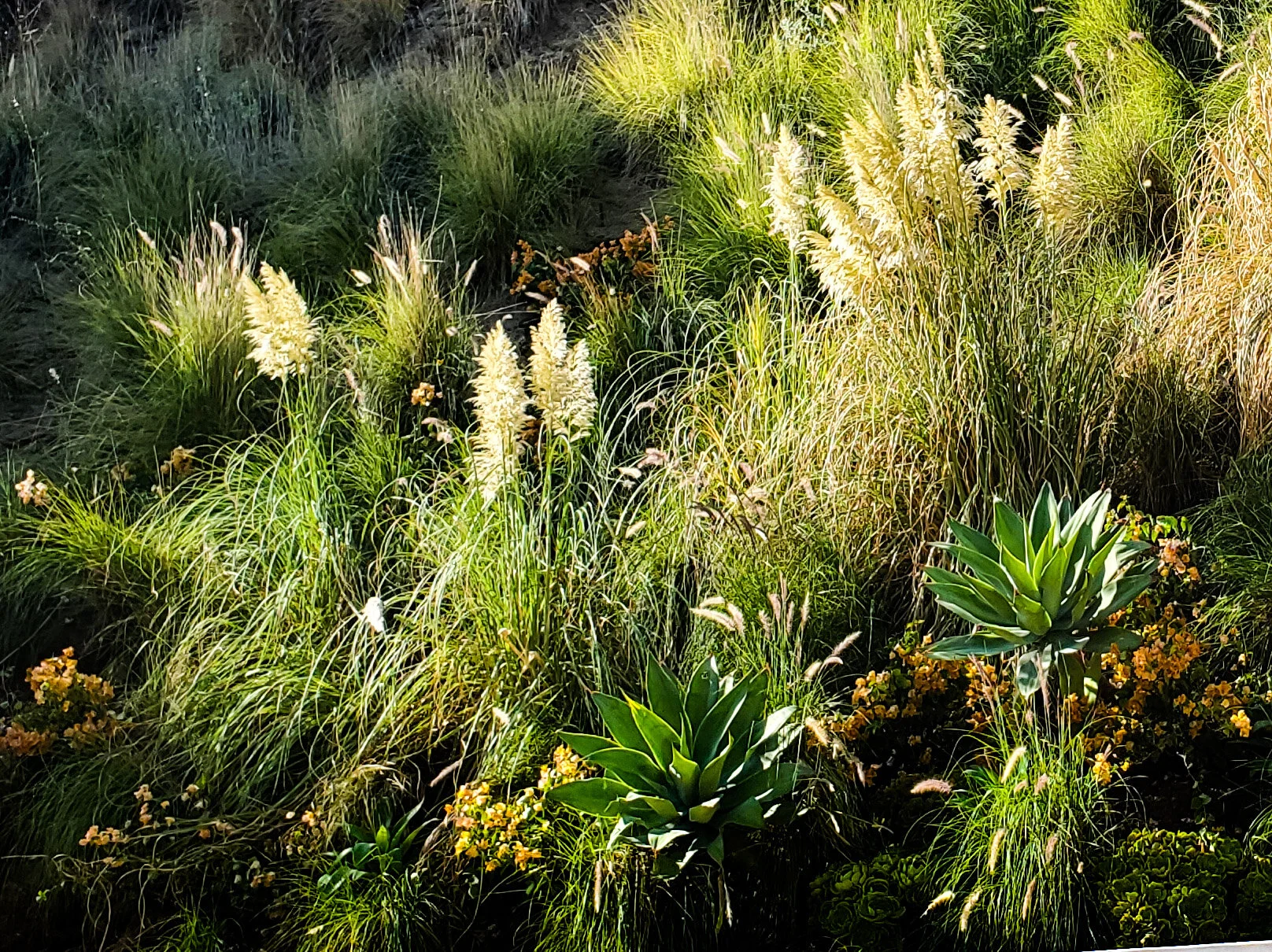 Hillside Planter With Agave Attenuate, Bougainvelia and Pampas Grasses