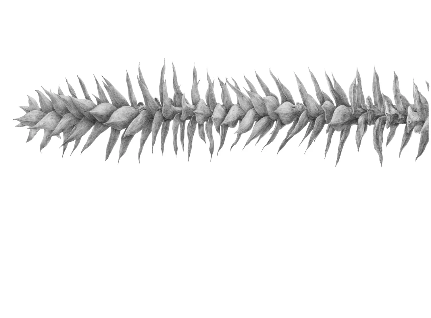 ARAUCARIA.jpg