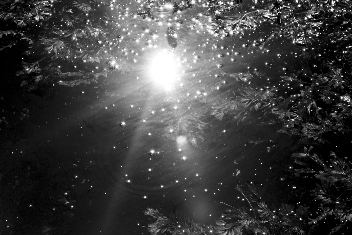 A Thousand Radiant Days by Sarah Lynch