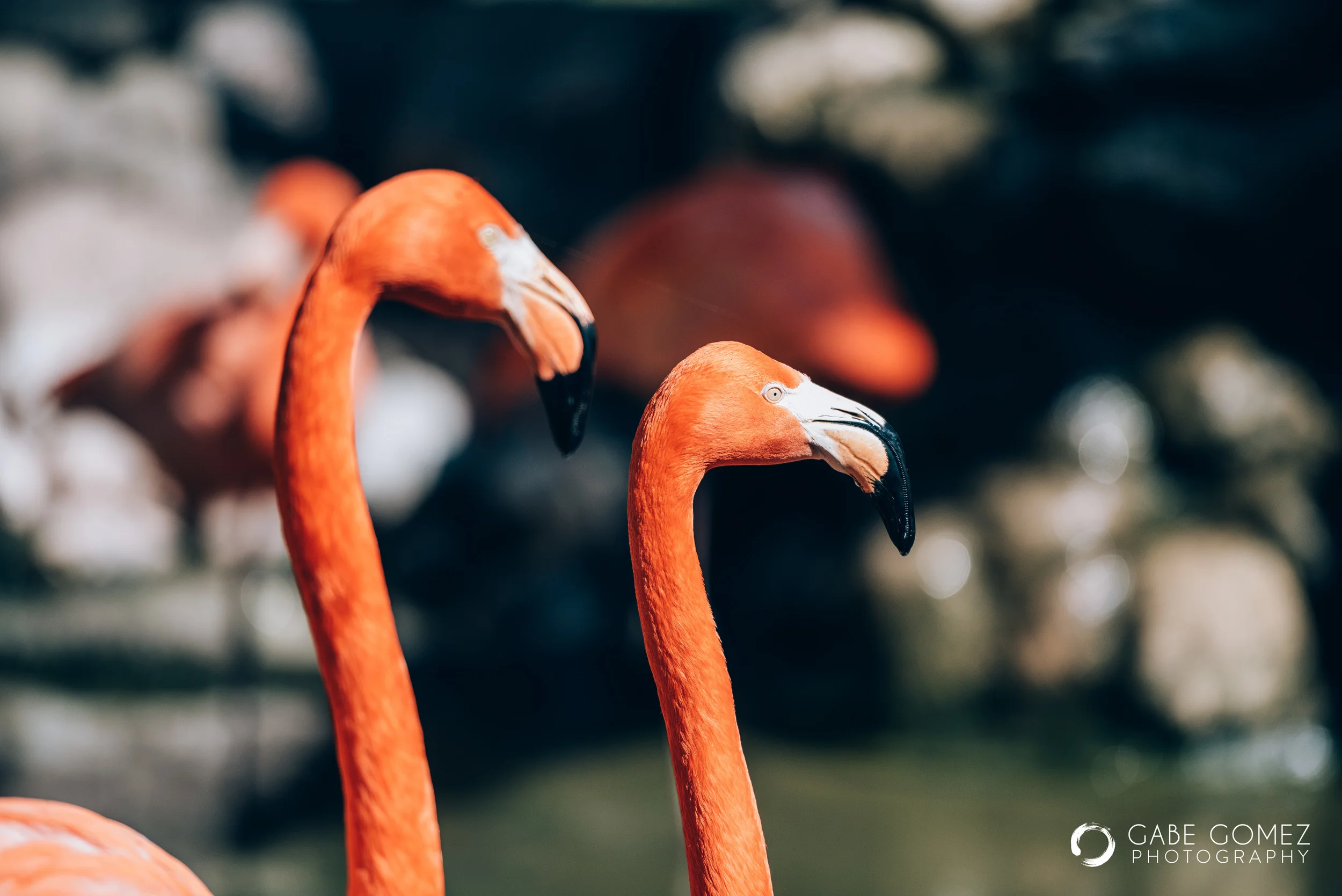 Bird Sanctuary-1.jpg