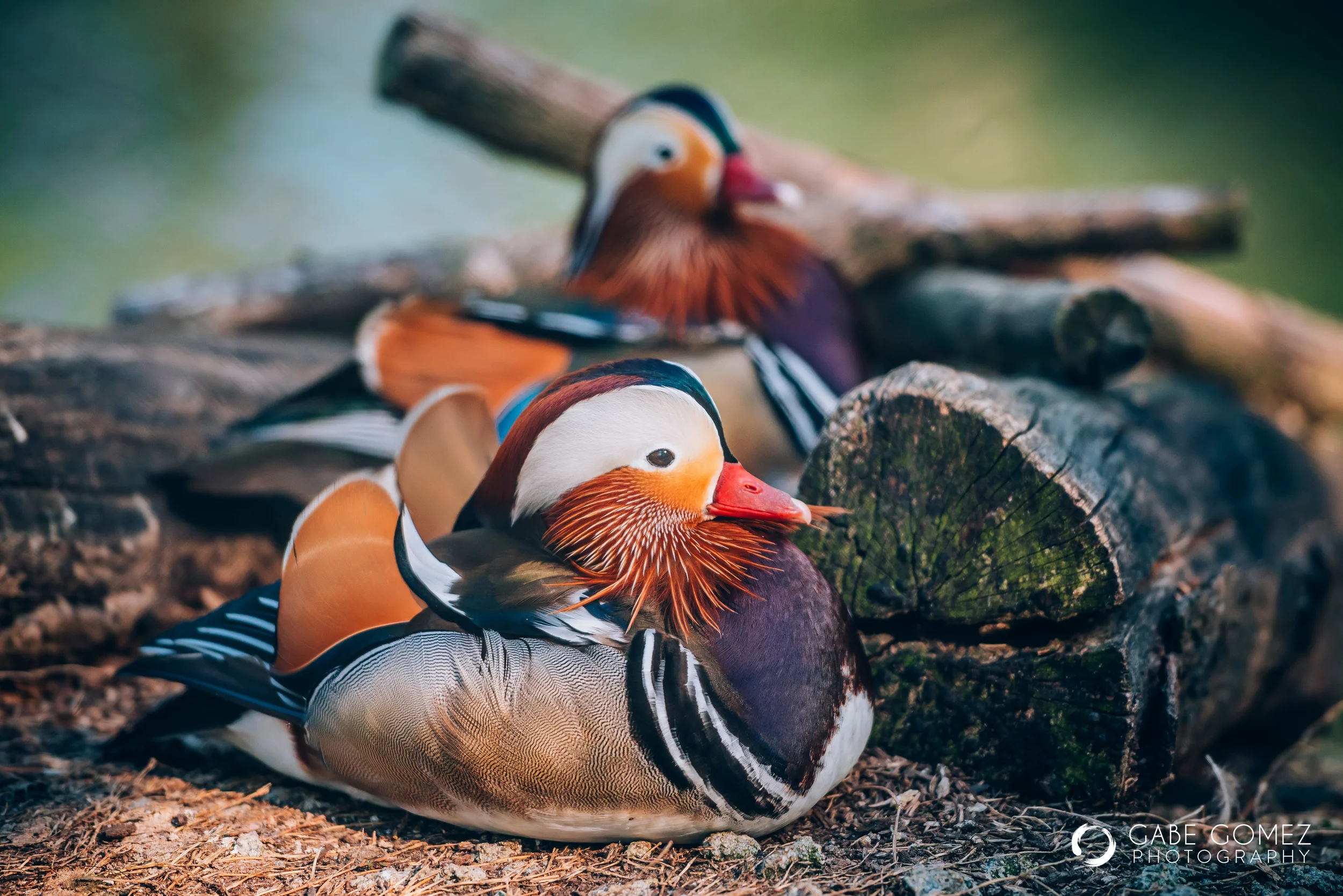 Bird Sanctuary-20.jpg
