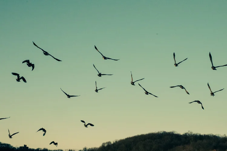 Beautiful Comformity