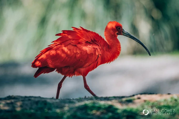Scarlet Ibis