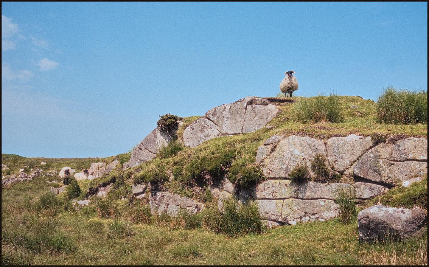 On my last trip to Ireland it seemed like the sheep were always running away from me but I was able to get a few in action, Ireland, Summer 2019