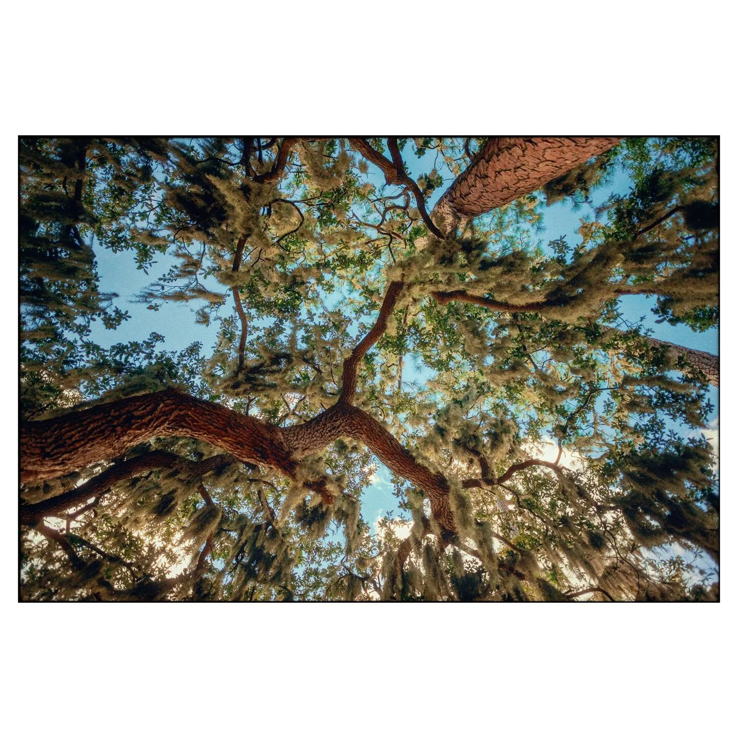 Nature&rsquo;s masterpiece, draped in Spanish moss and kissed by the ocean breeze. Nothing like a peaceful day by the Carolina coast 🌿🌊 #NatureVibes #CoastalCamping #SpanishMossMagic #NCBeaches #CampingLife