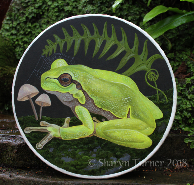 Tree Frog 14" Remo