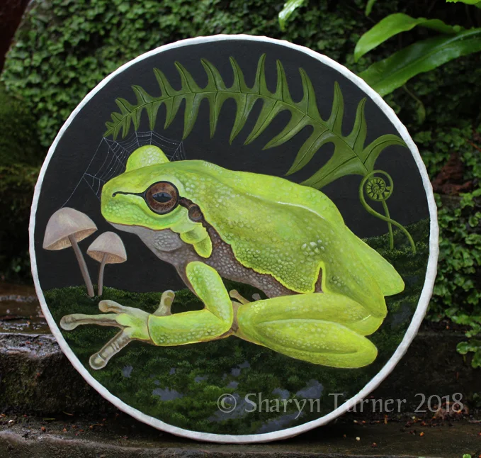 Frog Drum - Acrylic on Fibreskyn © Sharyn Turner 2018