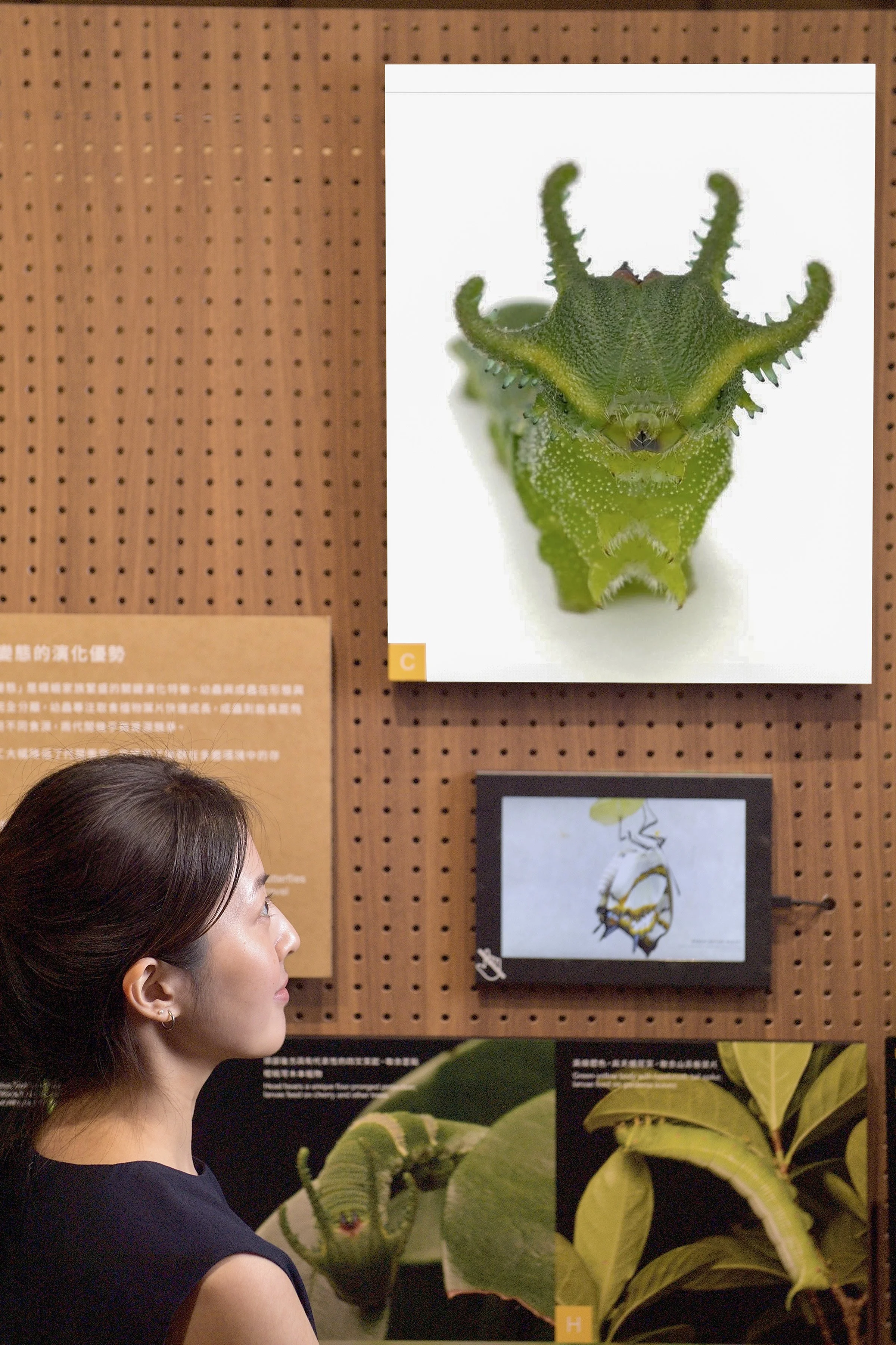 15_蝶蛾經完全變態成長，各階段皆展現多樣面貌與生存智慧｜攝影:汪德範｜圖片提供: 格式設計.jpg