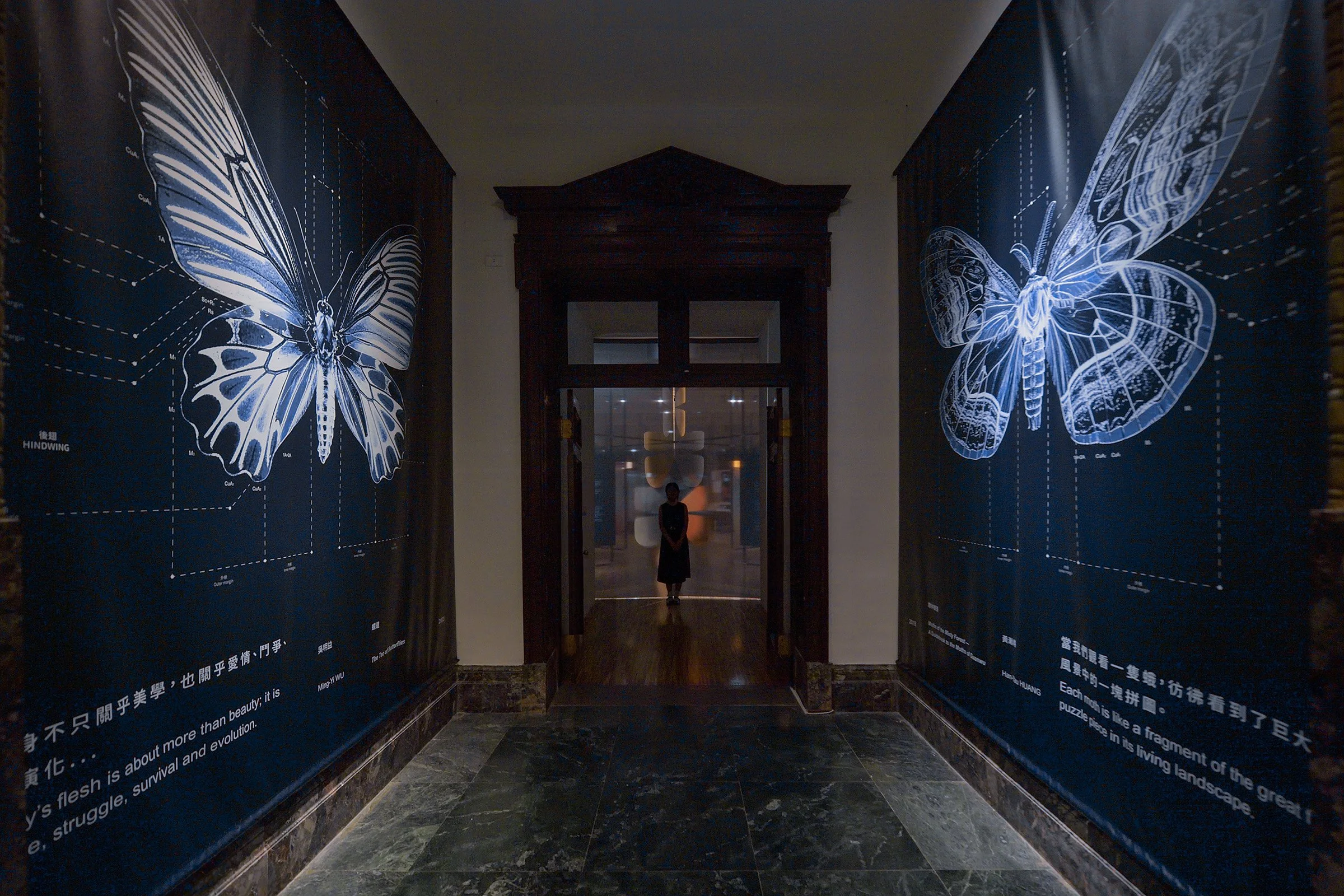 2025 國立臺灣博物館 / 特展｜島嶼飛行：臺灣蝶蛾生存記 ｜展覽規劃設計