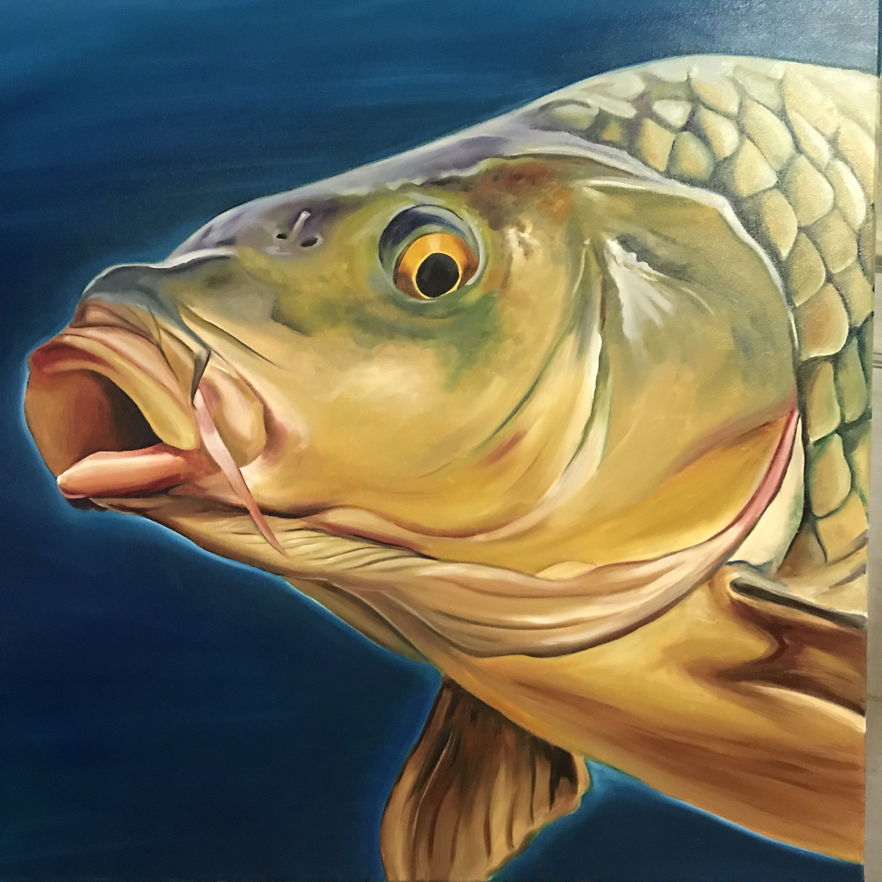 Carp