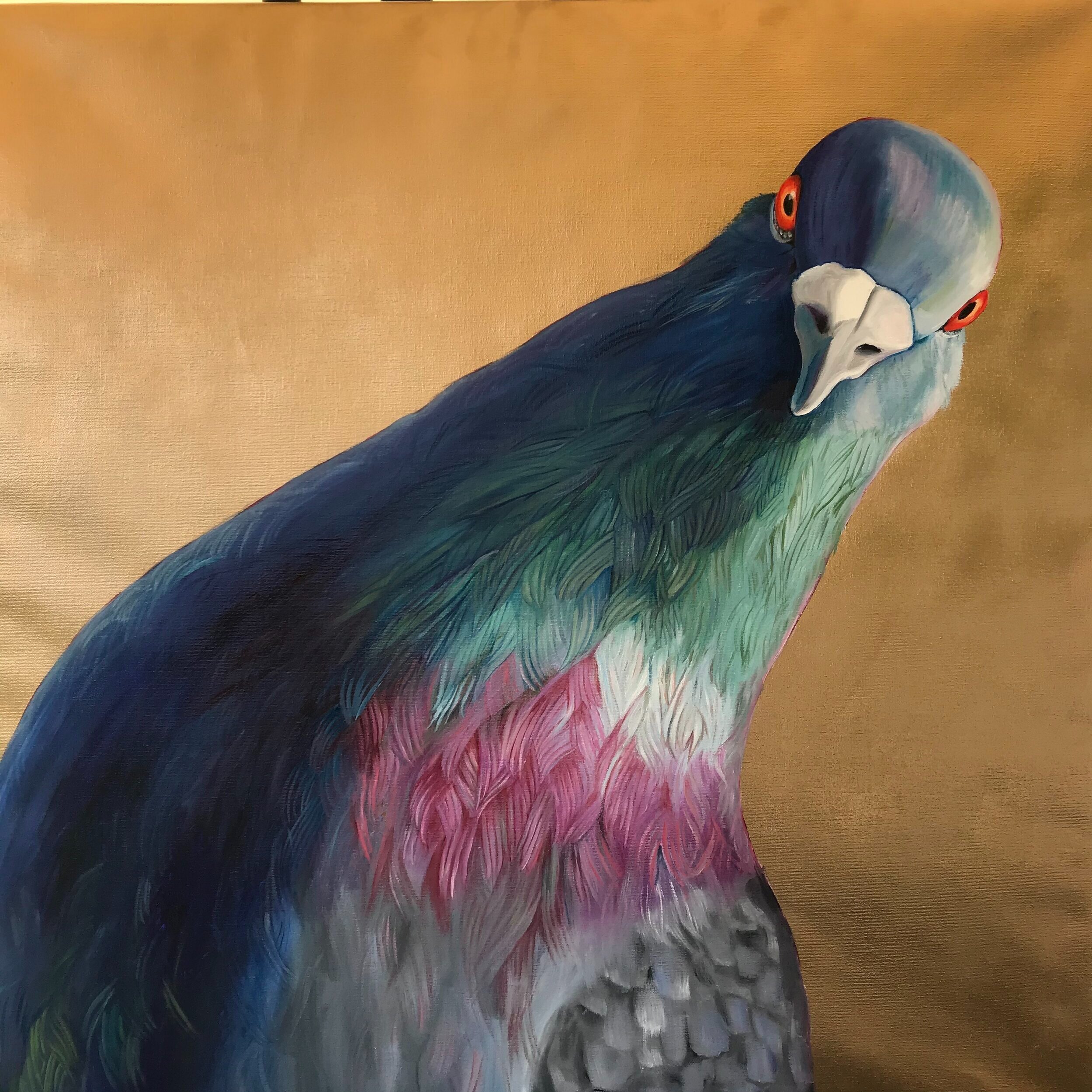 Royal Pigeon (sold)