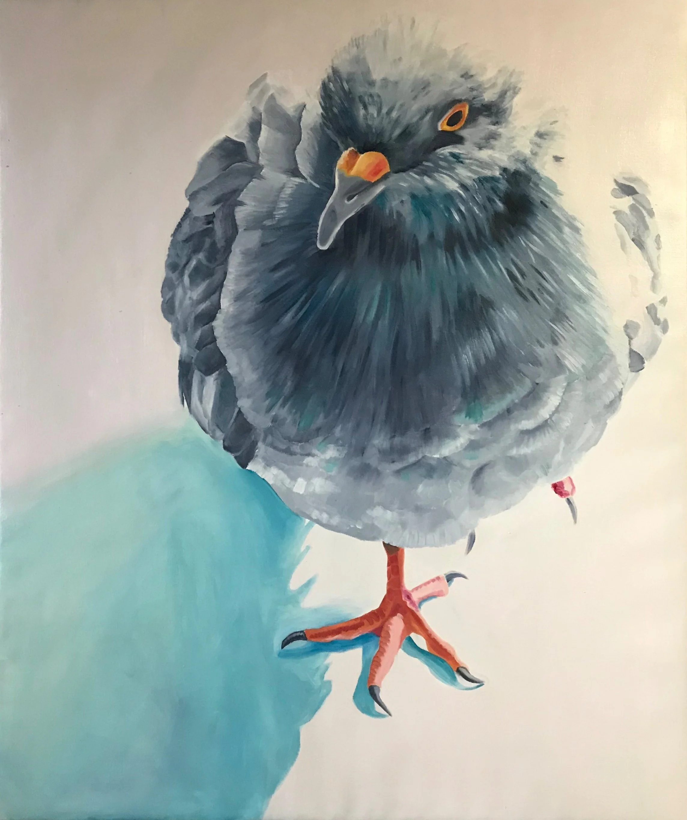 Pigeon in the sun
