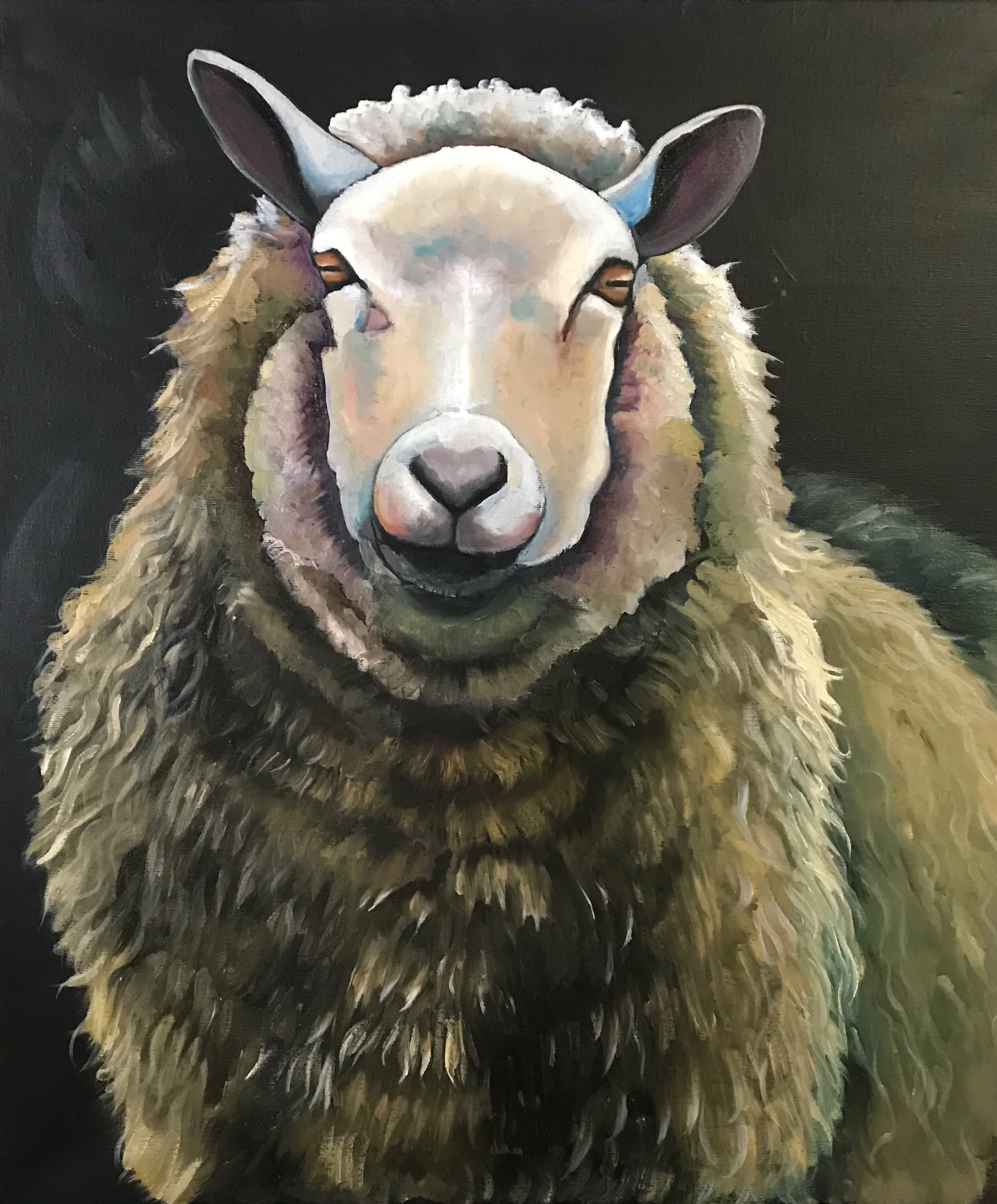 Gazing Sheep