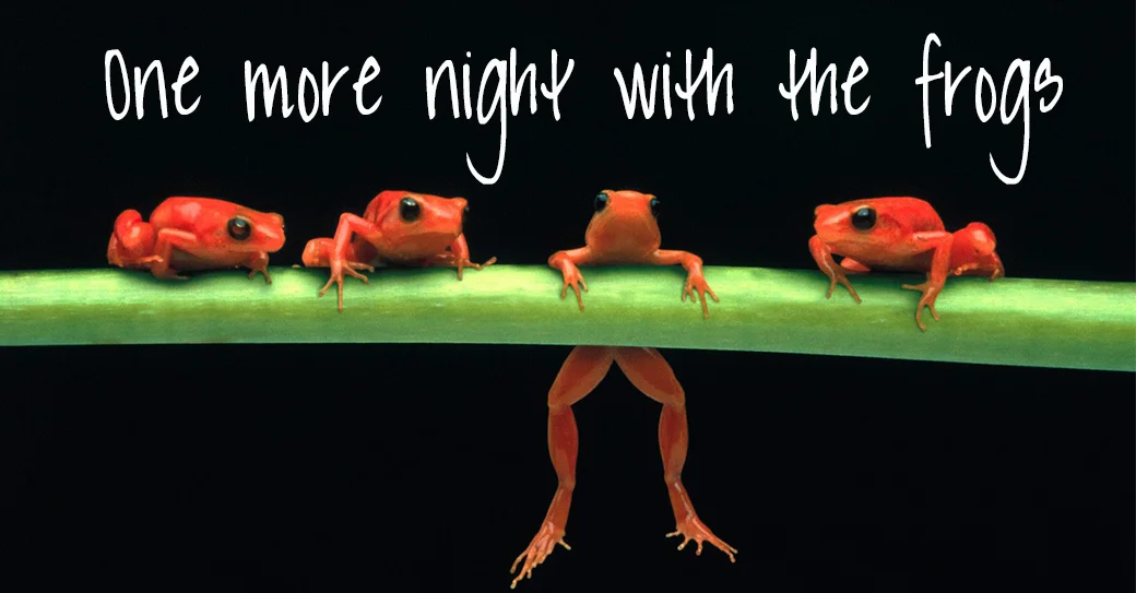 frogs-D-frogs-2925896-1600-1200