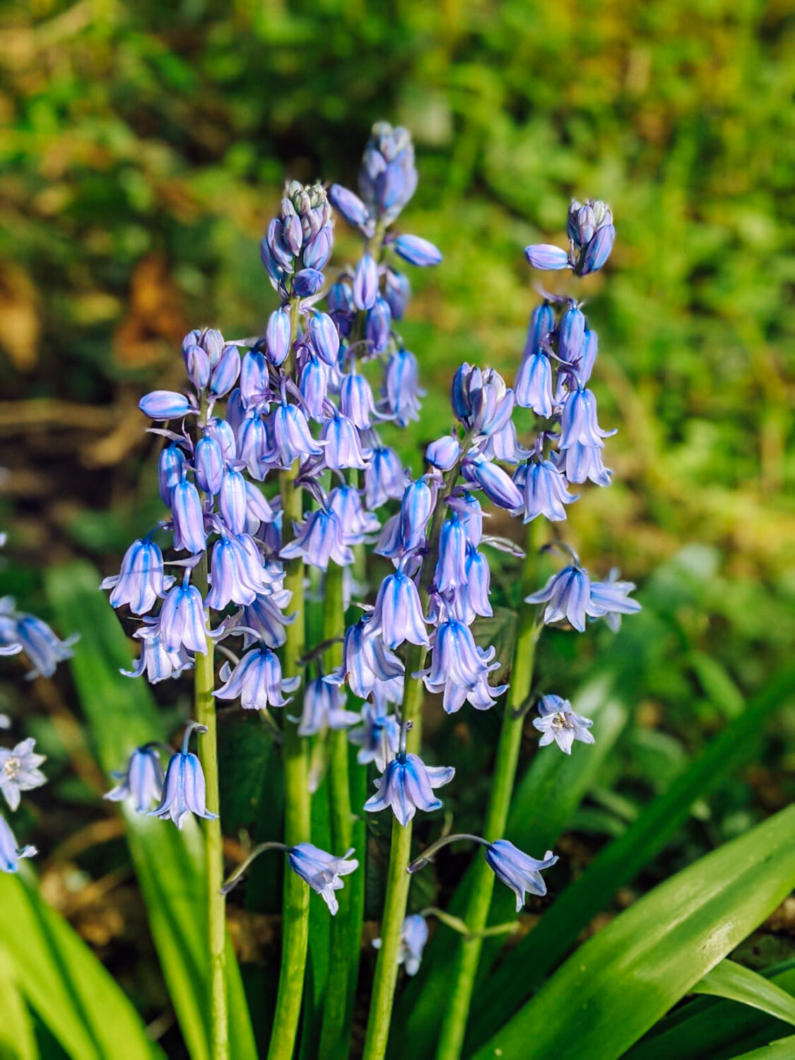 Bluebells   floweringnotes — Sue Davies Flowers and Garden