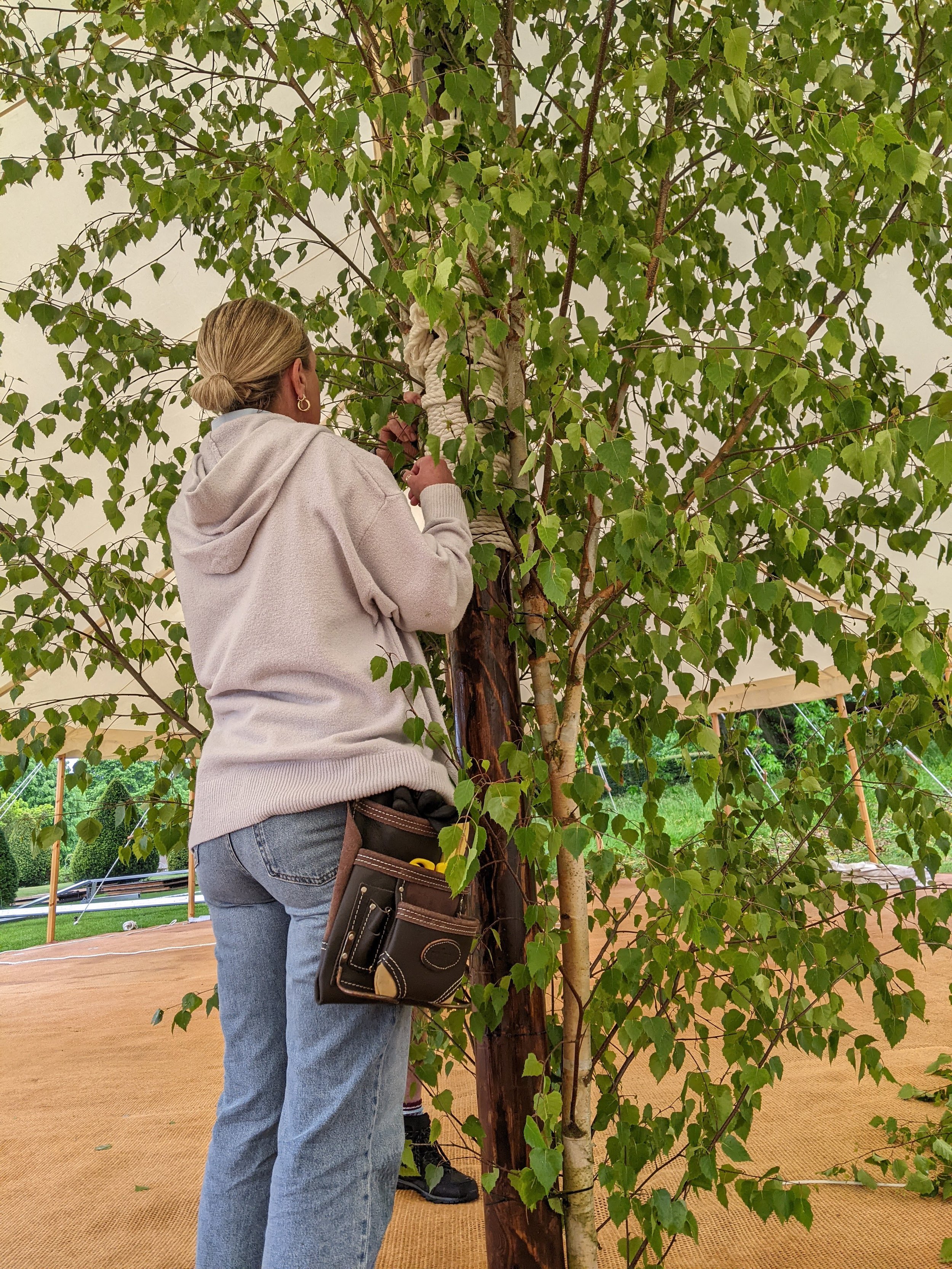 Birch Trees in the Marquee at Goodnestone Park 