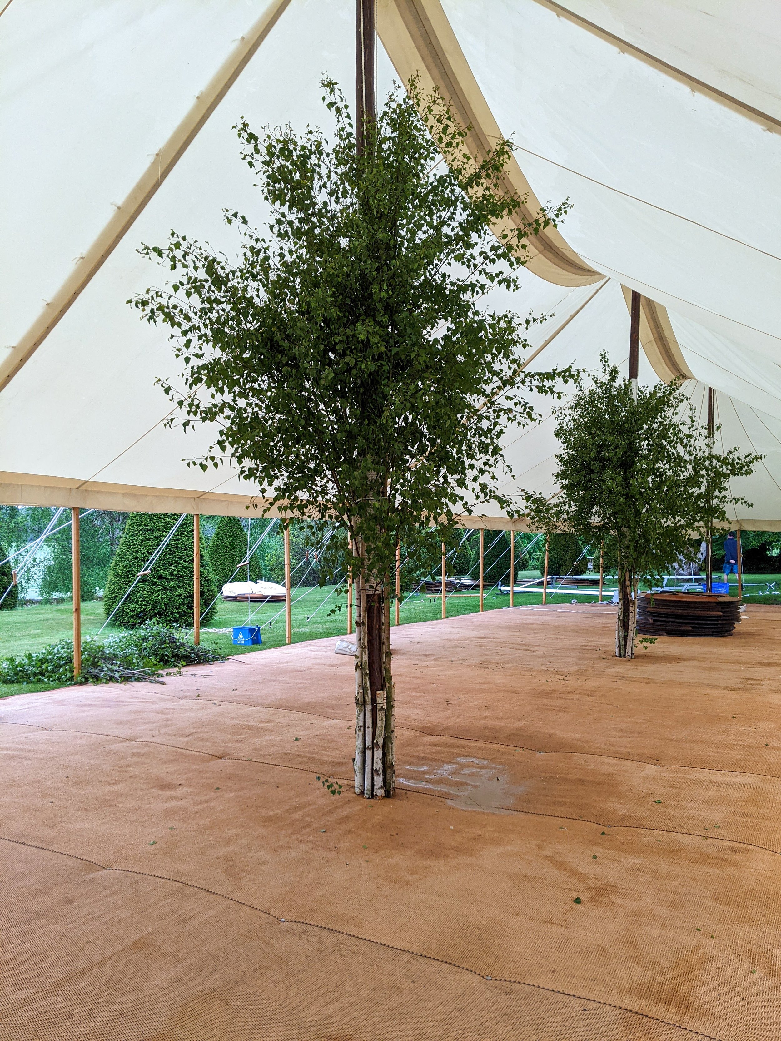Birch Trees in the Marquee at Goodnestone Park 
