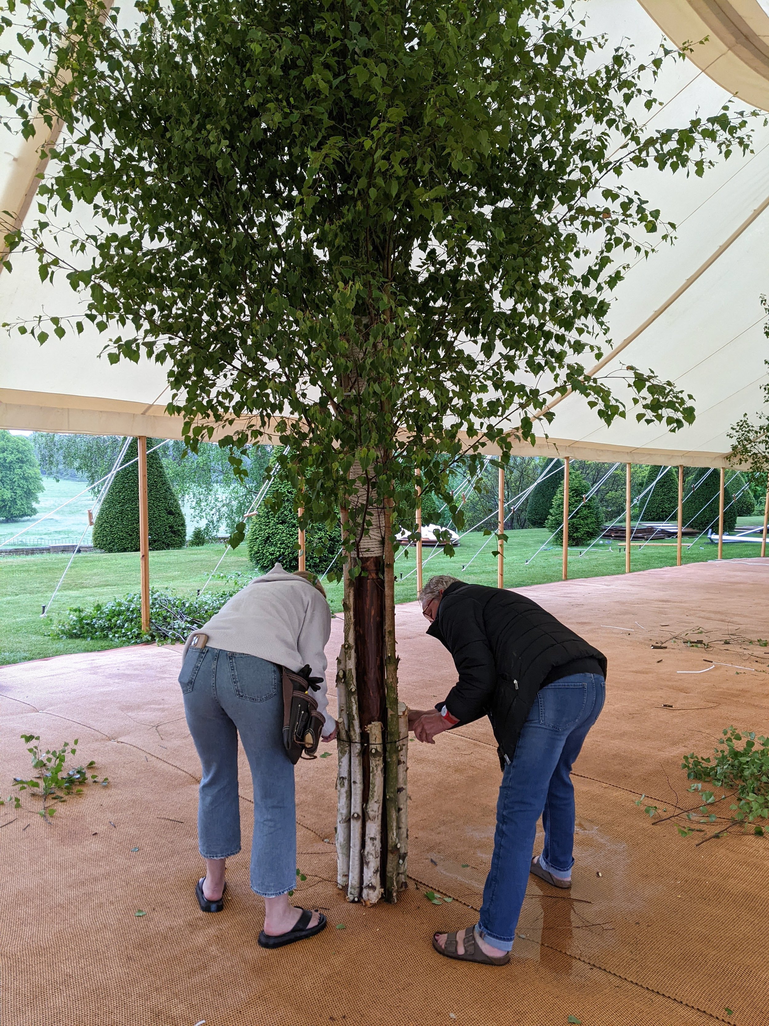 Birch Trees in the Marquee at Goodnestone Park 