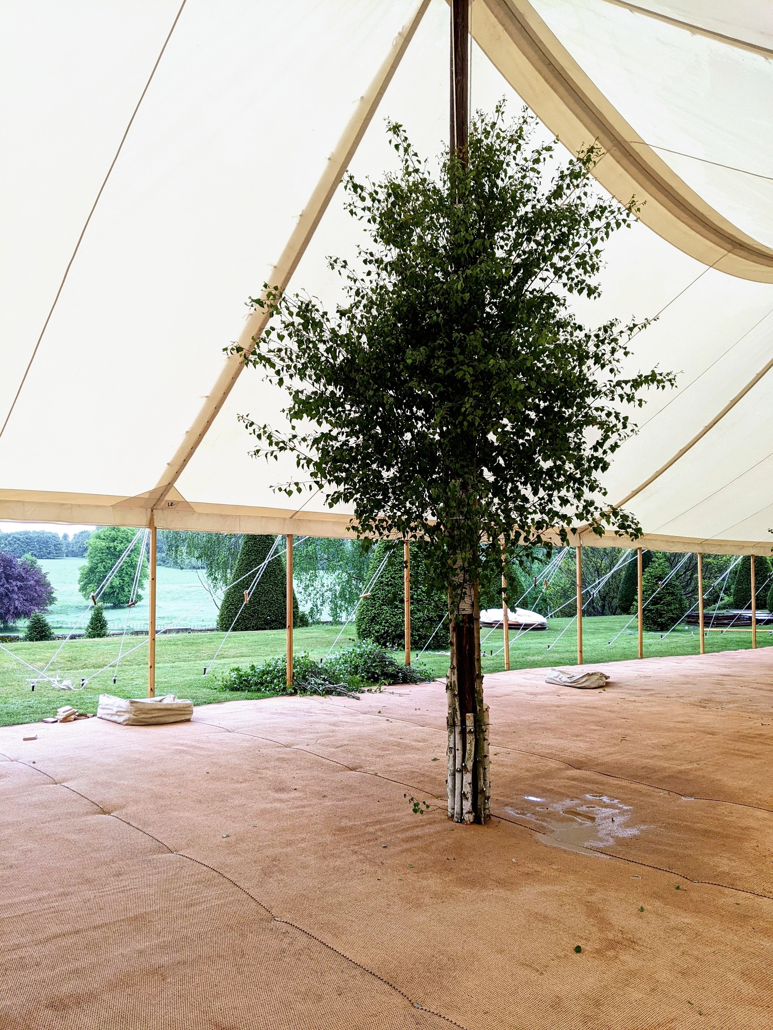 Birch Trees in the Marquee at Goodnestone Park 