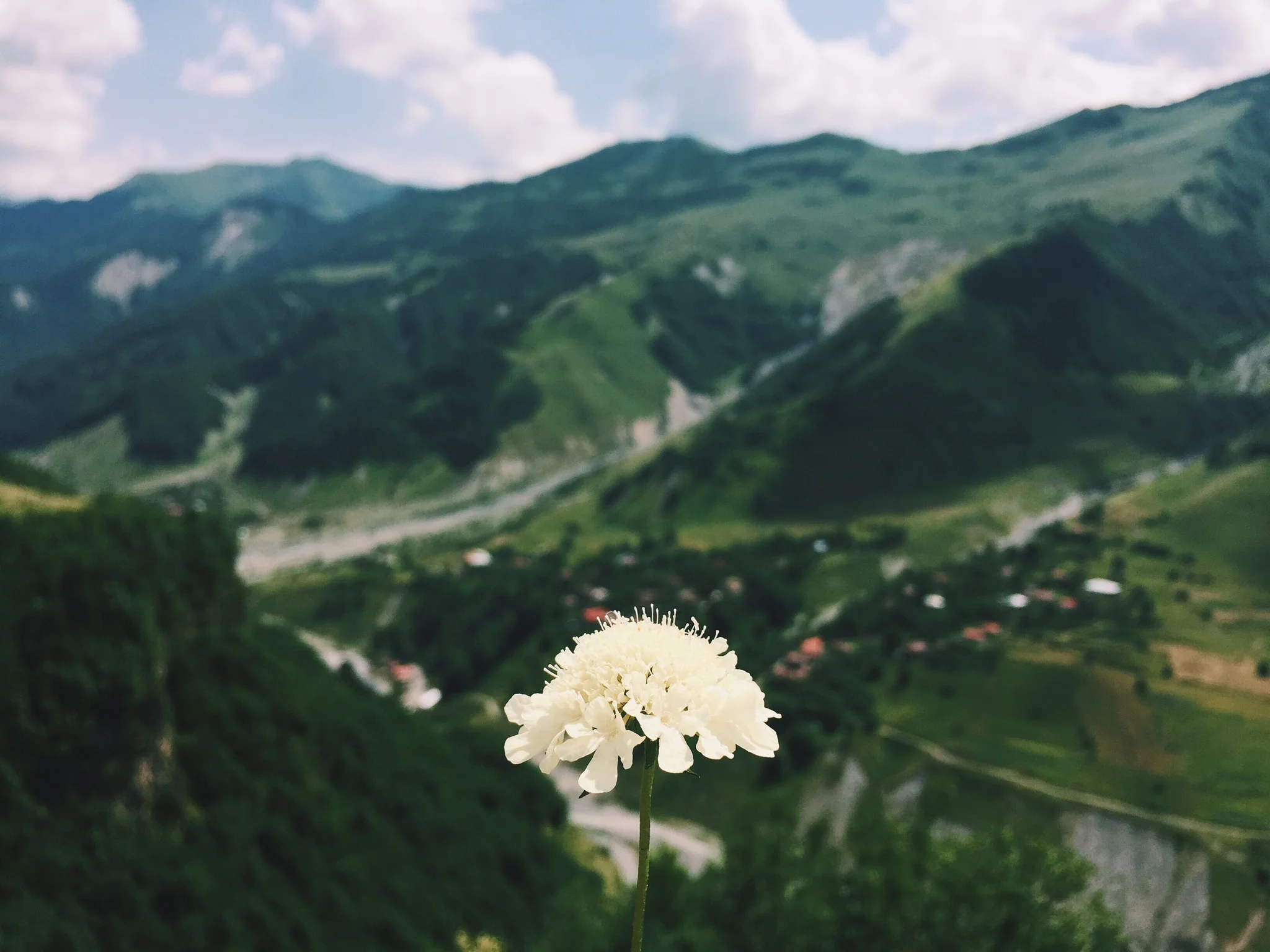 No, Not That Georgia.