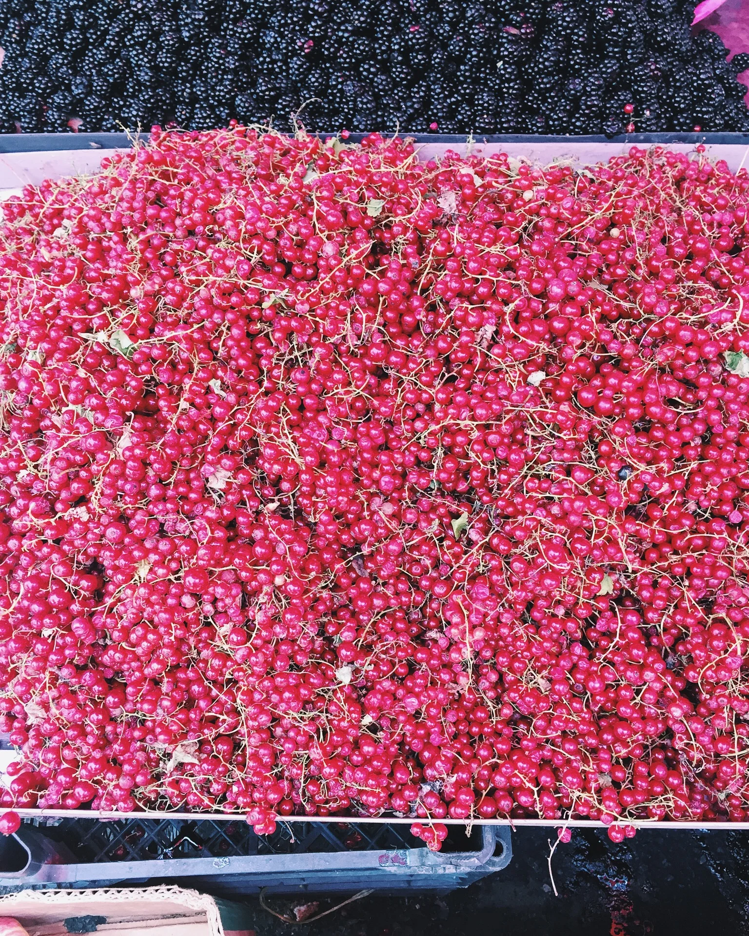 Mark Rothko: Berry Edition 