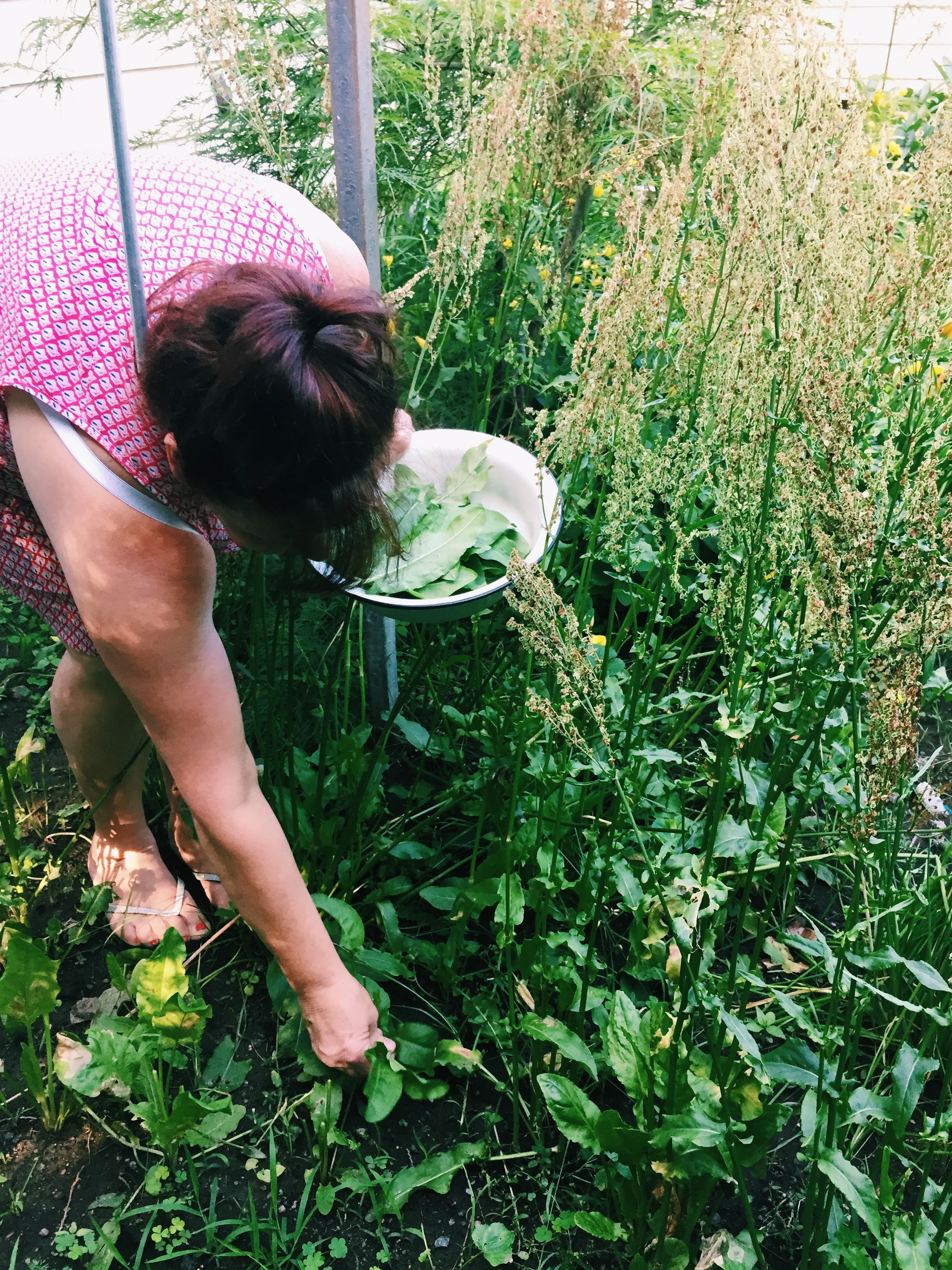 Sorrel's season is from early spring to late fall. It is perennial, fast-growing, and winter resistant. 