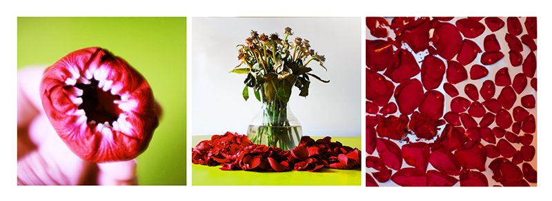 Fun with Flowers, 2017, 8”x8” each, digital photography series