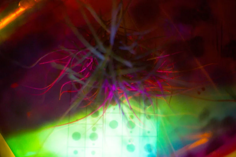 Signal Amplification (2019 - ongoing) multimedia, dimensions variable
