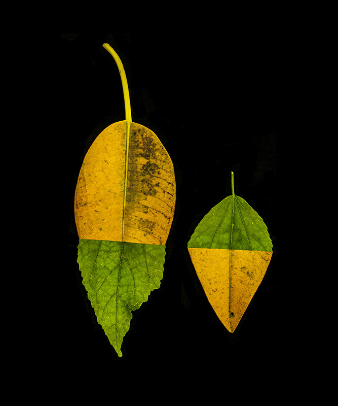Second Nature, Leaves, construction #22, 2020, C print, 15x10 inch