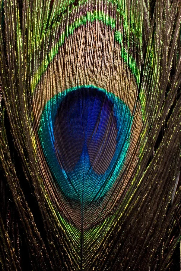 Peacock Feather.jpg