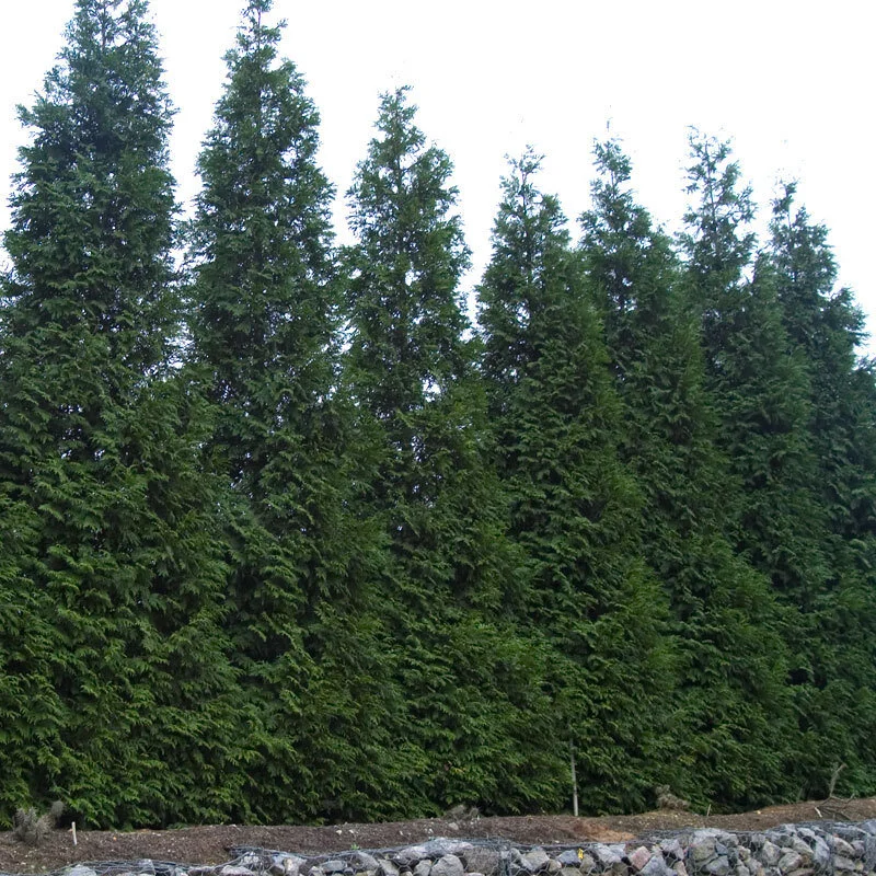 Thuja-Green-Giant-1.jpg
