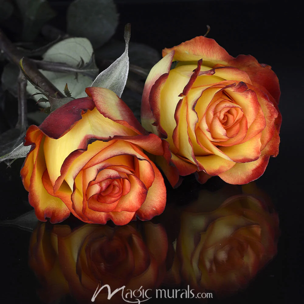 LED WASHED WALL MURAL ABOVE BANQUETTE ON FAR WALL