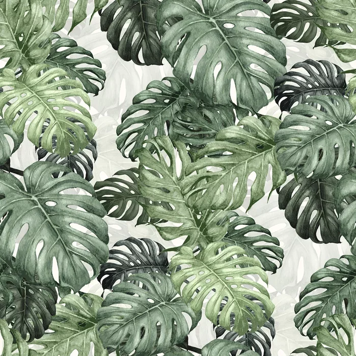 botany-monstera.webp