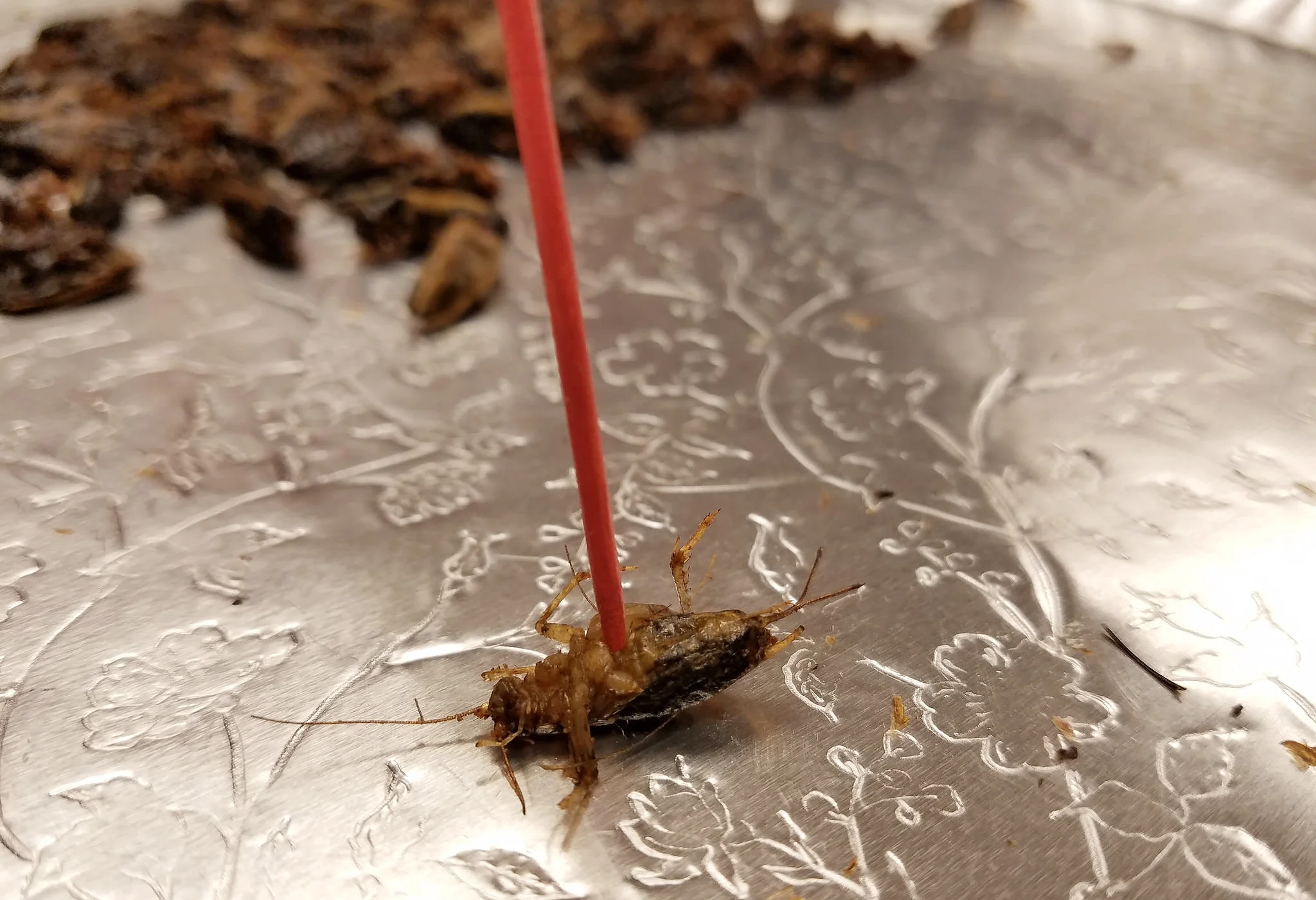 Morocco advised us to find replacements for those foods that will disappear from our diets as their cultivation gets harder and harder on a changing planet. Preparing and eating crickets at the opening made us contend with aspects of our food that are usually hidden in a nicely cooked slab of beef.