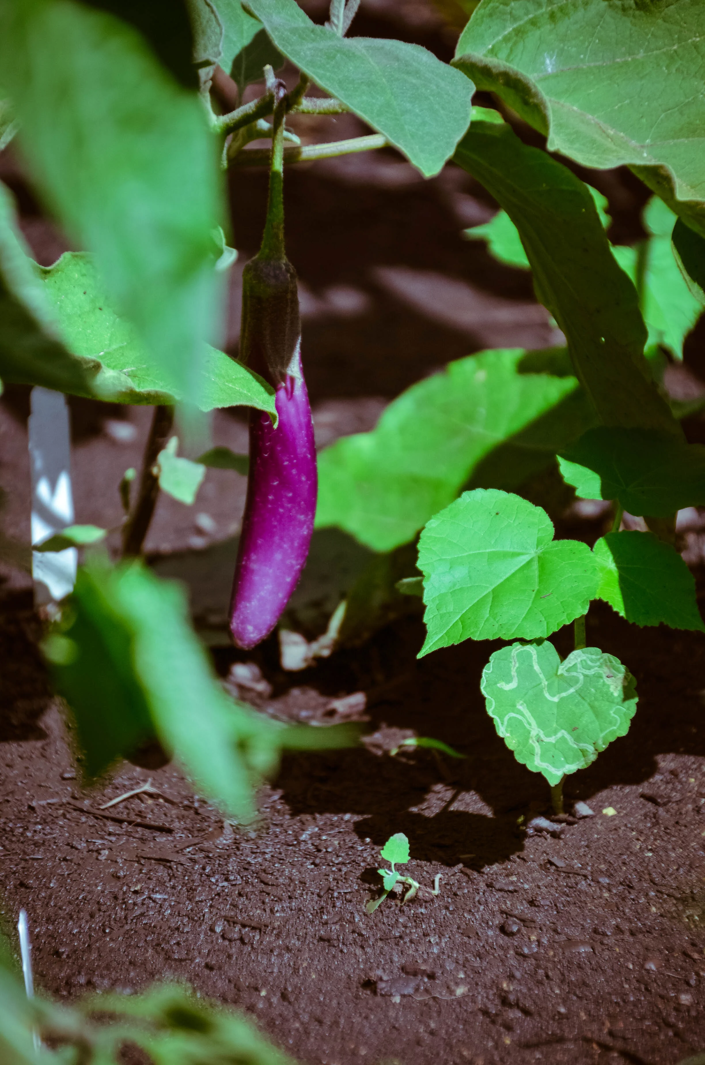 eggplant.jpg