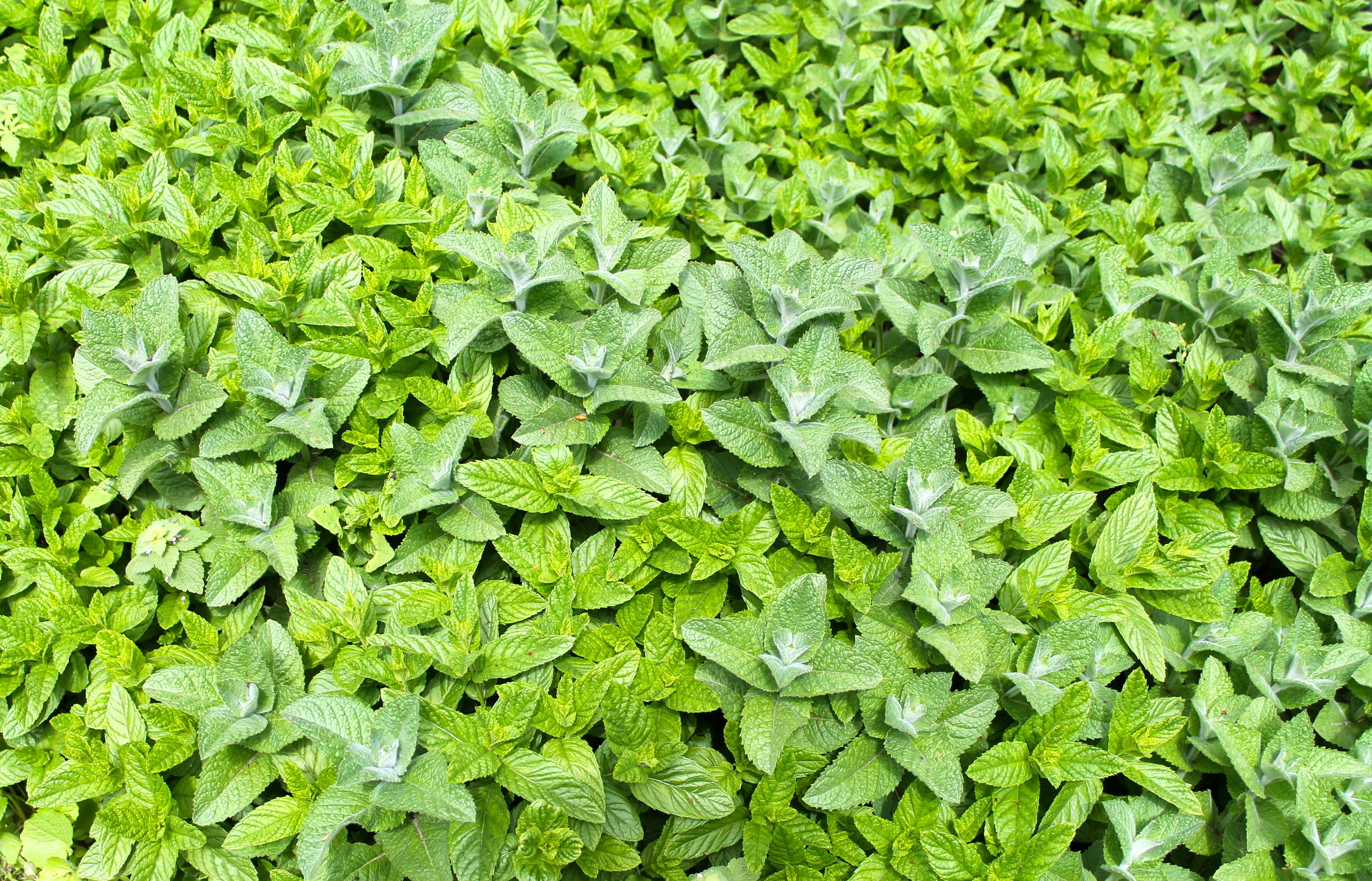 Ginger Mint (Mentha x Gracilis) — UIC Heritage Garden