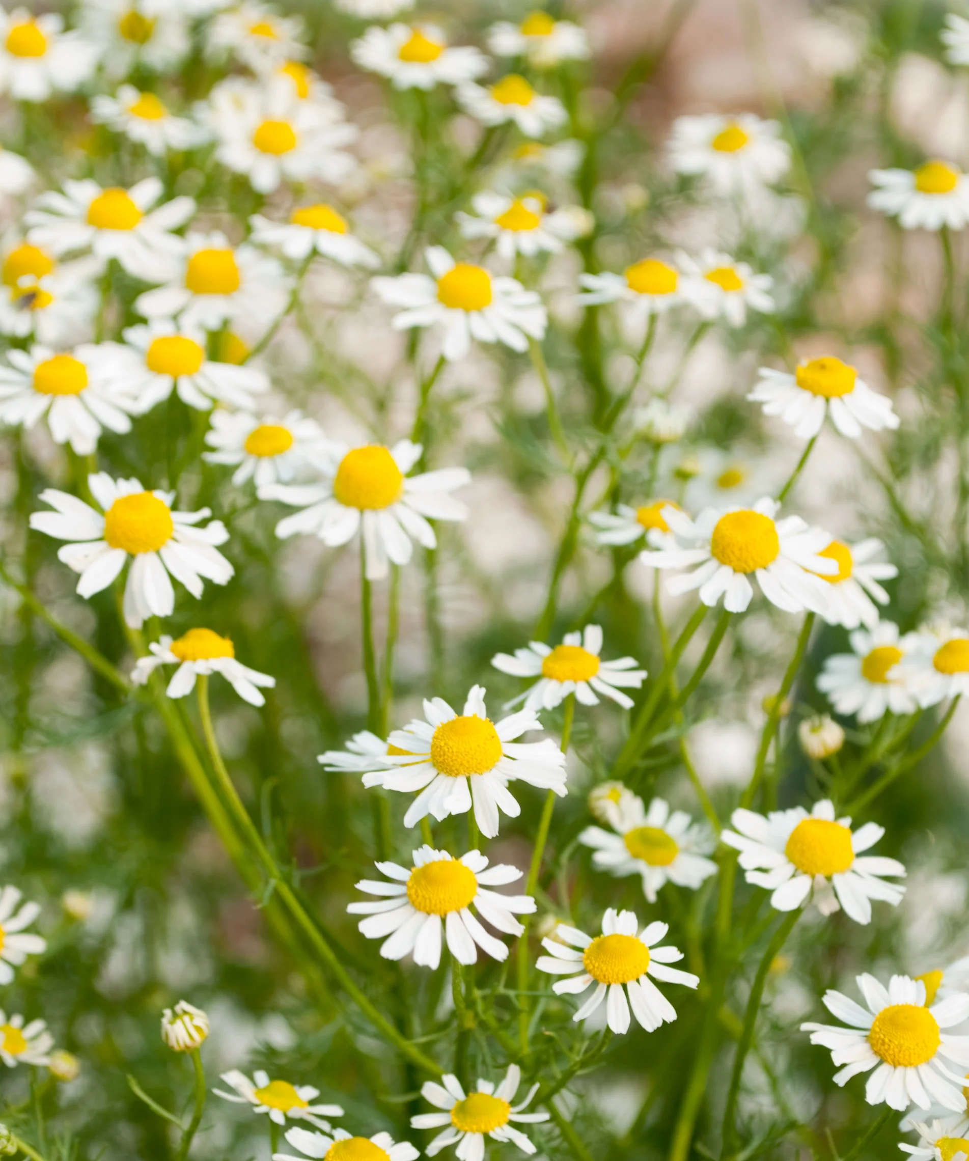 Image of Cucumbers and German chamomile