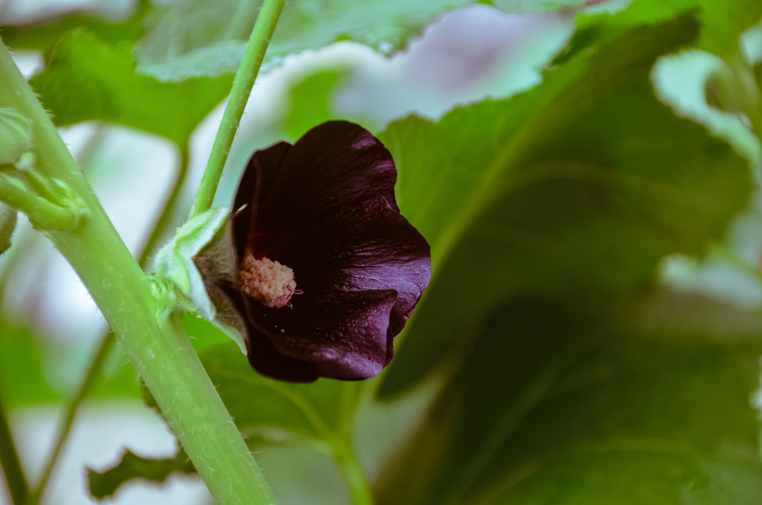 hollyhock.jpg