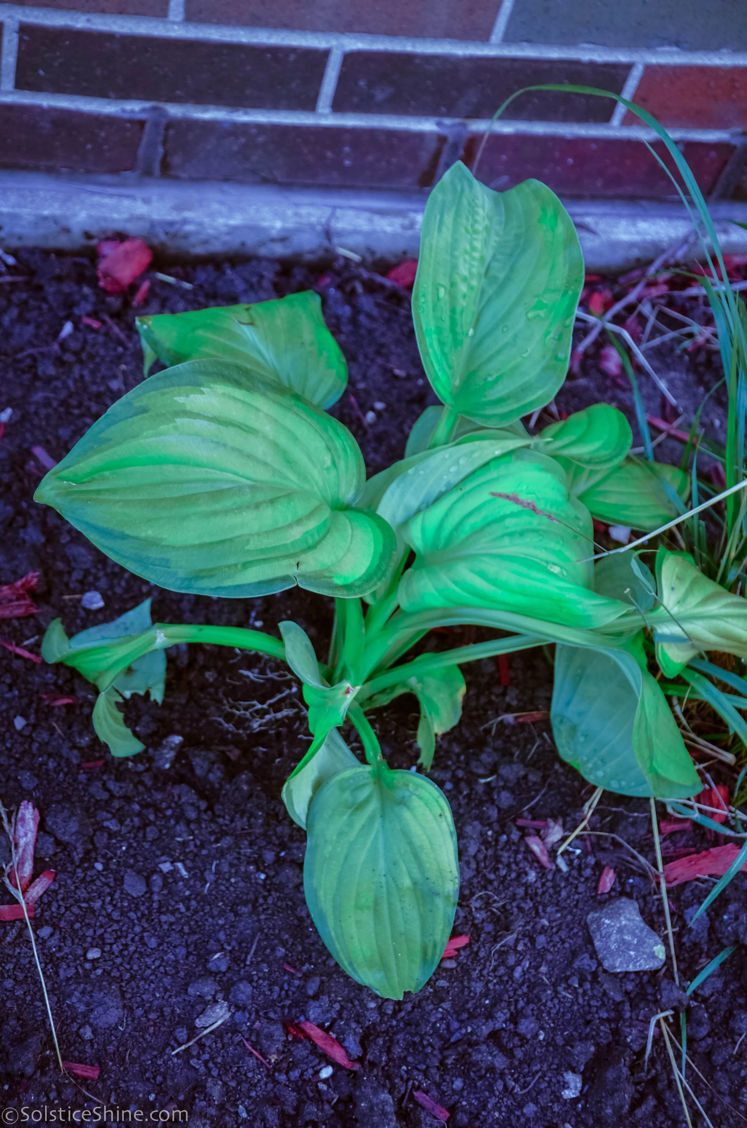 hosta.jpg