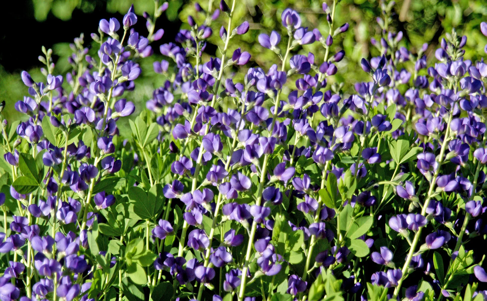 indigo.jpg