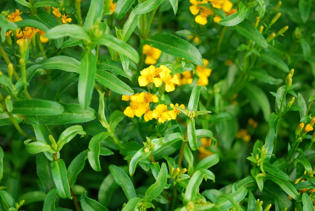 Mexican Tarragon (Tagetes lucida)  UIC Heritage Garden