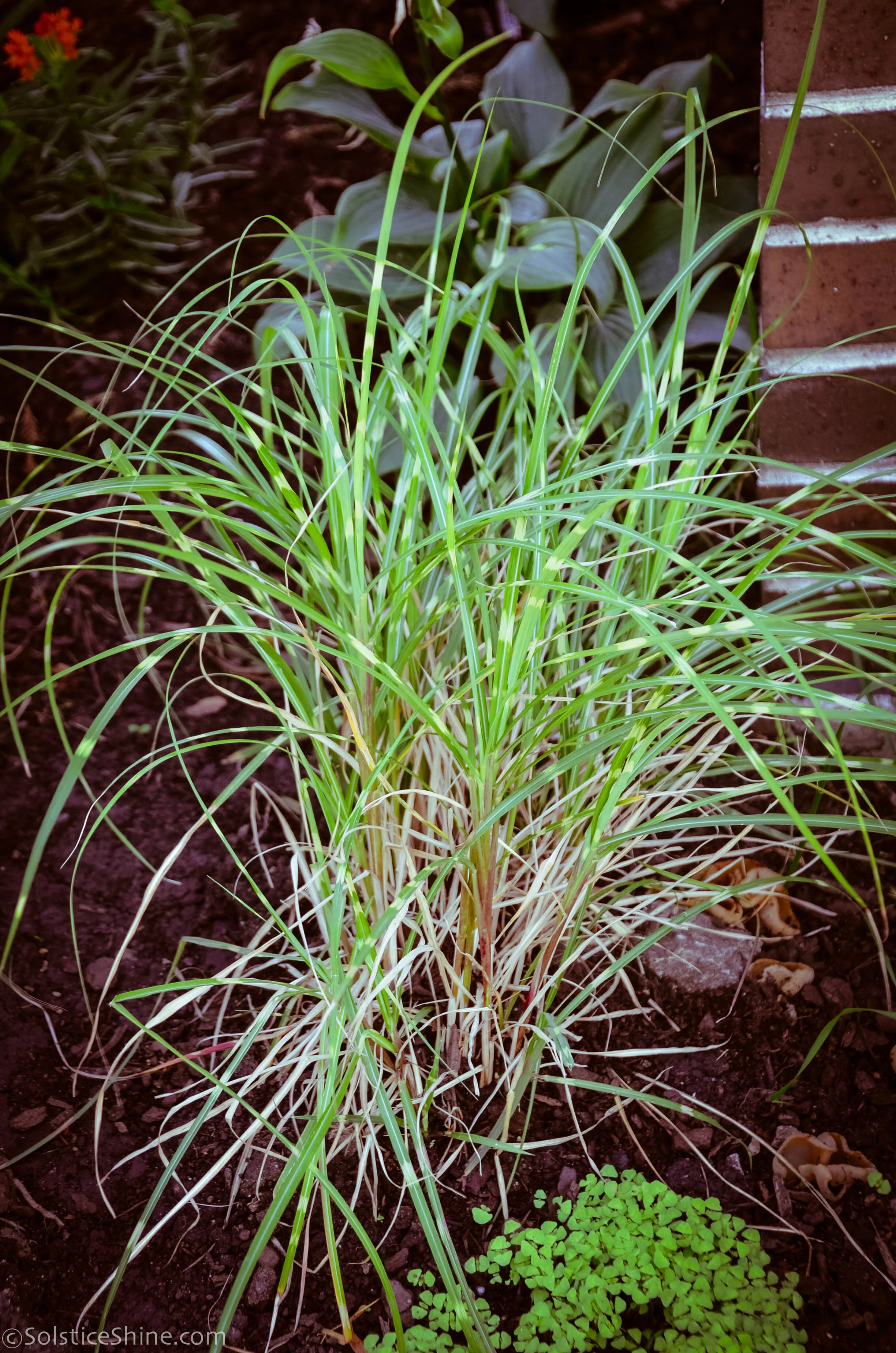 zebra dwarf grass.jpg