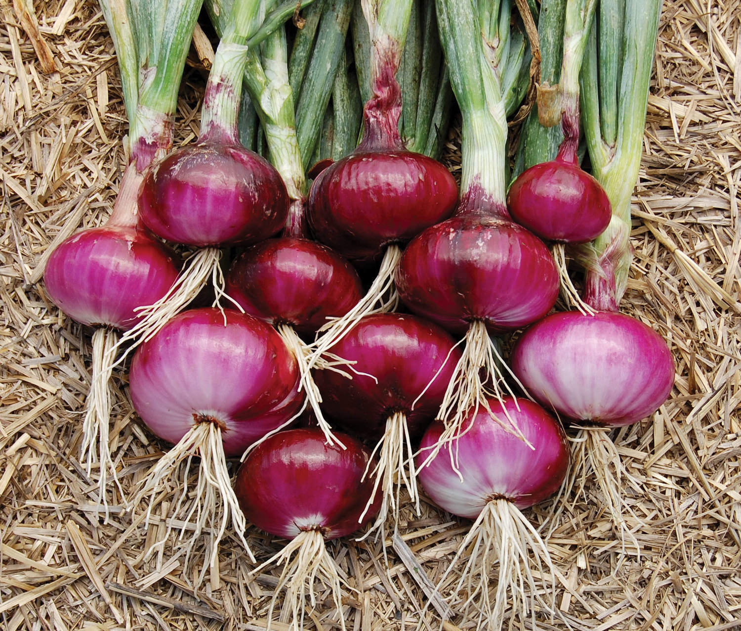 onion (allium cepa) — uic heritage garden