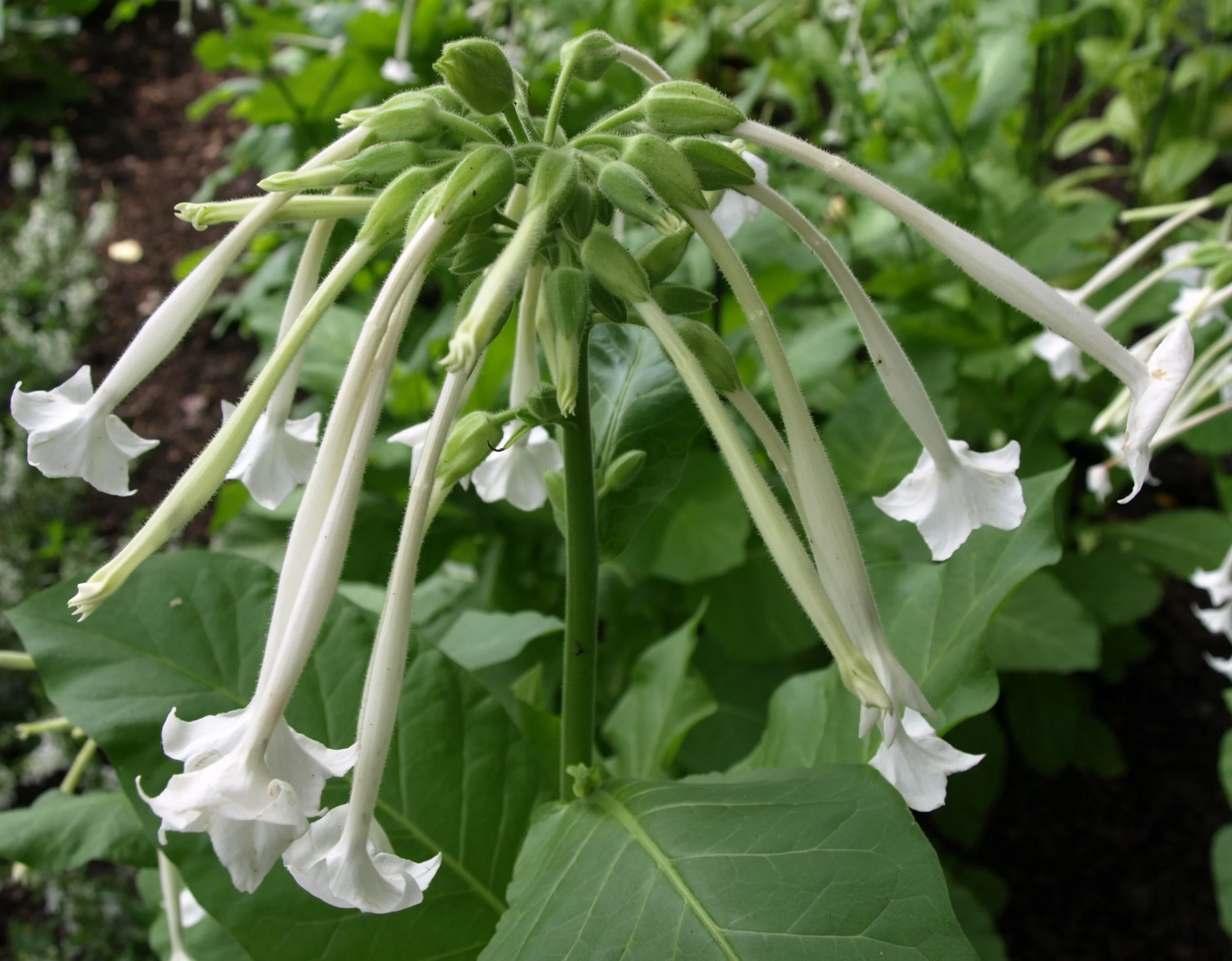 tobacco plant pictures Ornamental tobacco (Nicotiana langsdorffii x nicotiana sanderae) — UIC  Heritage Garden